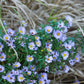 250 SKY BLUE ASTER Azure Aster Azureus Flower Seeds