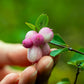 30 WESTERN SNOWBERRY Shrub White Pink Flower Symphoricarpos Occidentalis Seeds