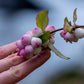 30 WESTERN SNOWBERRY Shrub White Pink Flower Symphoricarpos Occidentalis Seeds