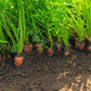 1500 LITTLE FINGERS CARROT Daucus Carota Vegetable Seeds