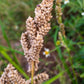 150 JAPANESE MILLET Billion Dollar Grass Grain Echinochloa Frumentacea Seeds