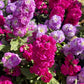 50 MIXED COLORS STOCK Matthiola Incana Ten-Week Gillyflower Blue White Pink Red Purple Seeds