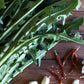 800 EMERALD CATALOGNA ENDIVE Italian Chicory Cichorium Endivia Seeds