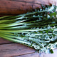 800 EMERALD CATALOGNA ENDIVE Italian Chicory Cichorium Endivia Seeds