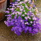 200 Purple Mix SWAN RIVER DAISY Brachyscome Iberidifolia Flower Seeds