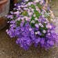 200 Mixed Colors SWAN RIVER DAISY Brachyscome Iberidifolia Flower Seeds