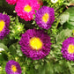 1000 POWDER PUFF ASTER Mix Callistephus Chinensis Flower Seeds
