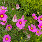 150 Pink COSMOS RADIANCE Bipinnatus Flower Seeds