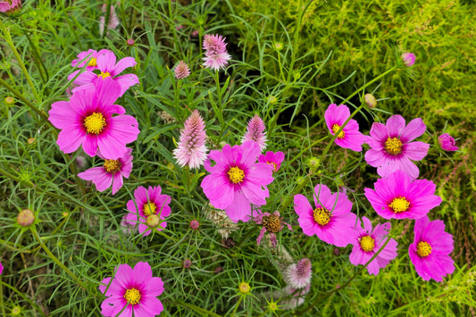 150 Pink COSMOS RADIANCE Bipinnatus Flower Seeds