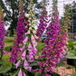 1000 FOXGLOVE EXCELSIOR MIX Digitalis Purpurea Mixed Colors Flower Seeds