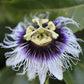 10 YELLOW PASSION FRUIT Vine Passiflora Edulis Flavicarpa Golden Passionfruit Purple & White Flower Seeds