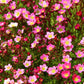 50 ROSE ROBE SAXIFRAGA Arendsii Mossy Rockfoil Evergreen Flower Seeds