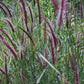 25 PURPLE FOUNTAIN GRASS Ornamental Pennisetum Setaceum Dark Burgundy Flower Seeds