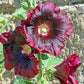 25 BURGUNDY RED HOLLYHOCK Alcea Rosea Flower Seeds Perennial