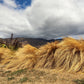 50 PHEASANT TAILS GRASS Feather Reed New Zealand Wind Stipa Arundinacea syn Anemanthele Lessoniana Ornamental Grass Seeds