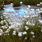 25 TAWNY COTTONGRASS Flower Seeds Eriophorum Virginicum Hare's Tail Cotton Grass Seeds