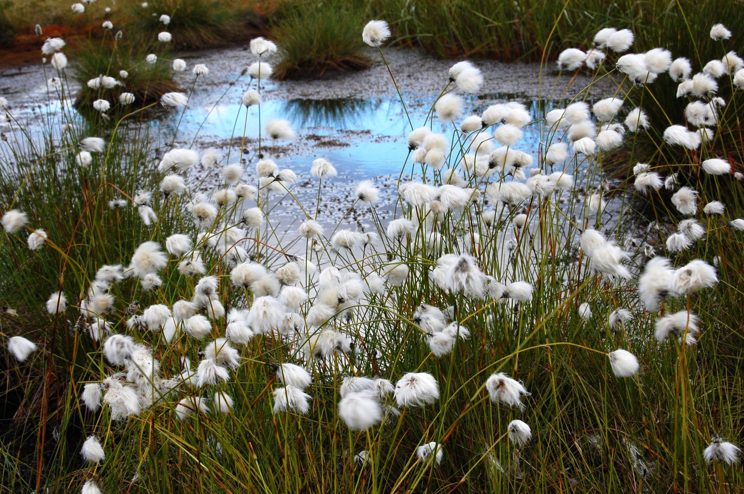 25 TAWNY COTTONGRASS Flower Seeds Eriophorum Virginicum Hare's Tail Cotton Grass Seeds