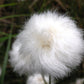 25 TAWNY COTTONGRASS Flower Seeds Eriophorum Virginicum Hare's Tail Cotton Grass Seeds
