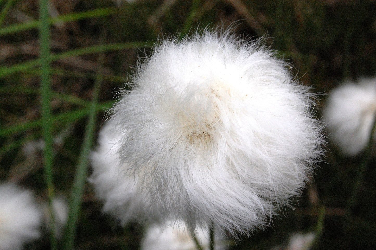 25 TAWNY COTTONGRASS Flower Seeds Eriophorum Virginicum Hare's Tail Cotton Grass Seeds