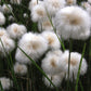 25 TAWNY COTTONGRASS Flower Seeds Eriophorum Virginicum Hare's Tail Cotton Grass Seeds