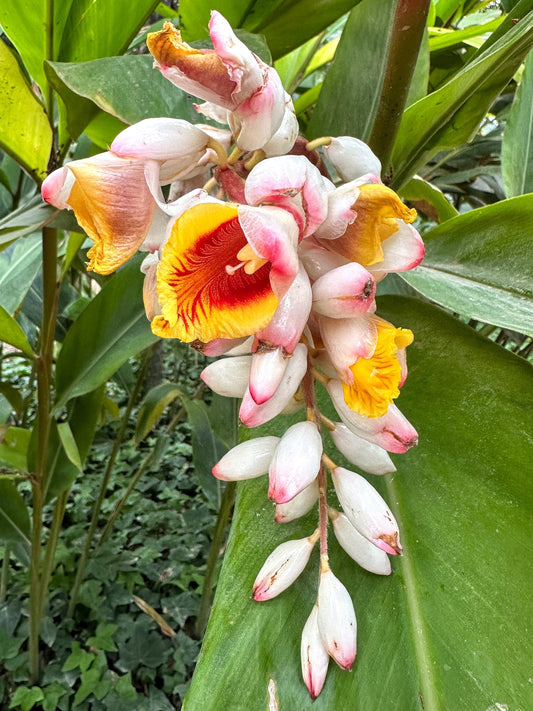 5 KAT GINGER Pink & Yellow Shell Alpinia Katsumadai Hayata Flower Herb Seeds