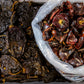40 MULATO ISLENO PEPPER Brown Mildly Hot Ancho Poblano Capsicum Vegetable Seeds