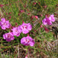 100 FALSE SLENDERLEAF FOXGLOVE Purple Gerardia Agalinis Tenuifolia Flower Seeds