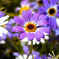 200 Purple Mix SWAN RIVER DAISY Brachyscome Iberidifolia Flower Seeds