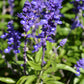 500 BLUE BEDDER SAGE Salvia Farinacea Flower Seeds