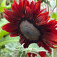 25 RED SUN SUNFLOWER Helianthus Annuus Flower Seeds