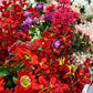 50 Crimson RED STOCK Matthiola Incana Ten-Week Gillyflower Seeds