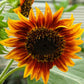25 INDIAN BLANKET SUNFLOWER Helianthus Annuus Mixed Colors Flower Seeds