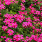 200 Pink & Purple MOSS VERBENA Verbena Tenuisecta Fragrant Hummingbird Flower Seeds