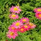 100 Mixed Colors ROBINSONS PAINTED DAISY Chrysanthemum Pink Red Rose & Yellow Pyrethrum Flower Seeds