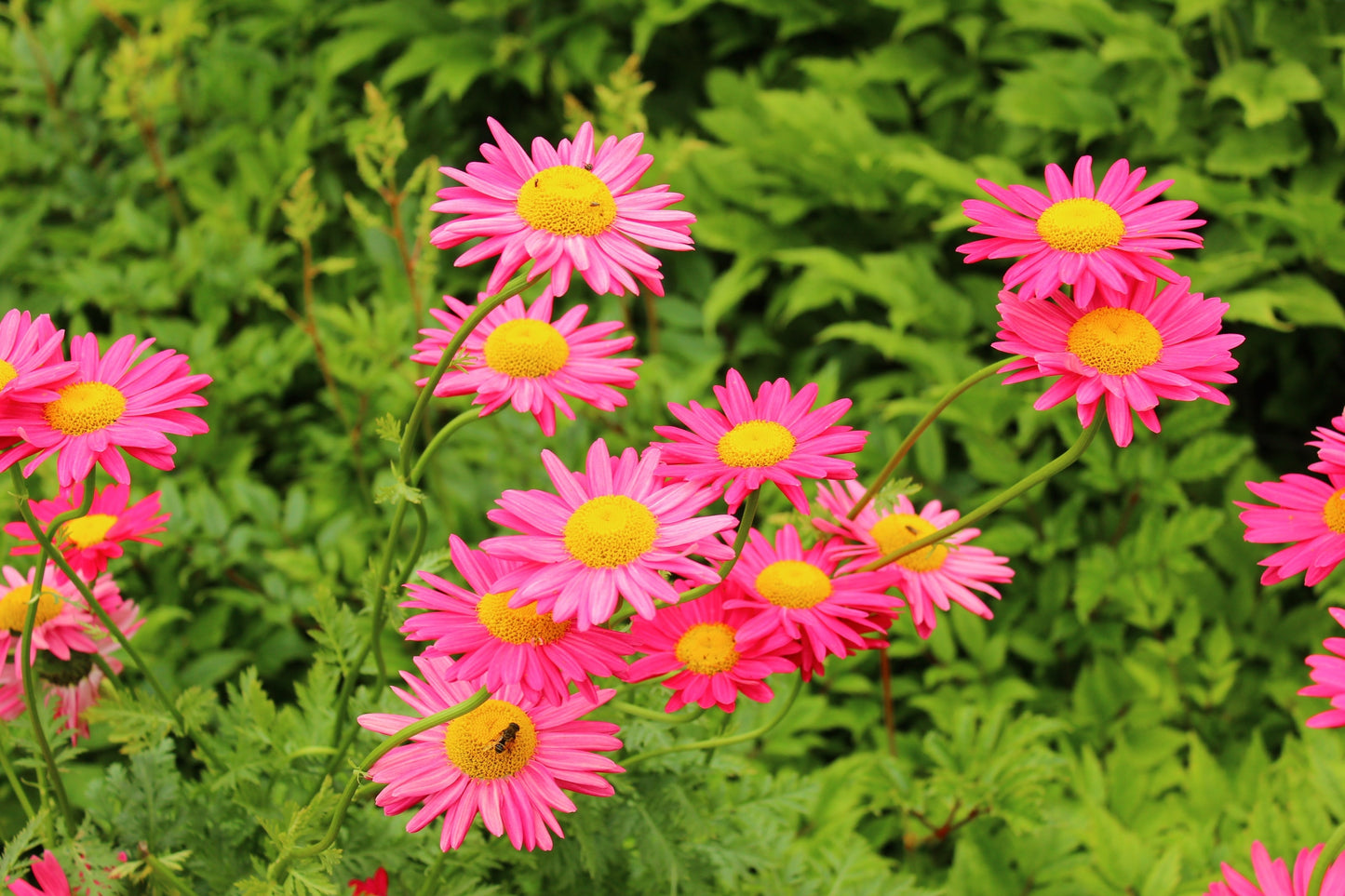 100 Mixed Colors ROBINSONS PAINTED DAISY Chrysanthemum Pink Red Rose & Yellow Pyrethrum Flower Seeds