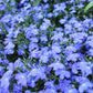 200 CAMBRIDGE BLUE LOBELIA Regatta Erinus Trailing Flower Seeds