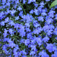 200 CAMBRIDGE BLUE LOBELIA Regatta Erinus Trailing Flower Seeds