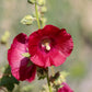 25 DARK RED HOLLYHOCK Alcea Rosea Flower Seeds Perennial