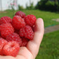 100 RED RASPBERRY Rubus Idaeus Fruit Bush Vine Seeds