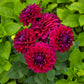 50 EARLY BIRD DAHLIA Mixed Colors Flower Seeds