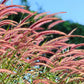 25 PURPLE FOUNTAIN GRASS Ornamental Pennisetum Setaceum Dark Burgundy Flower Seeds