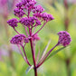 50 Mixed Colors JOE PYE WEED Eupatorium Maculatum Flower Seeds