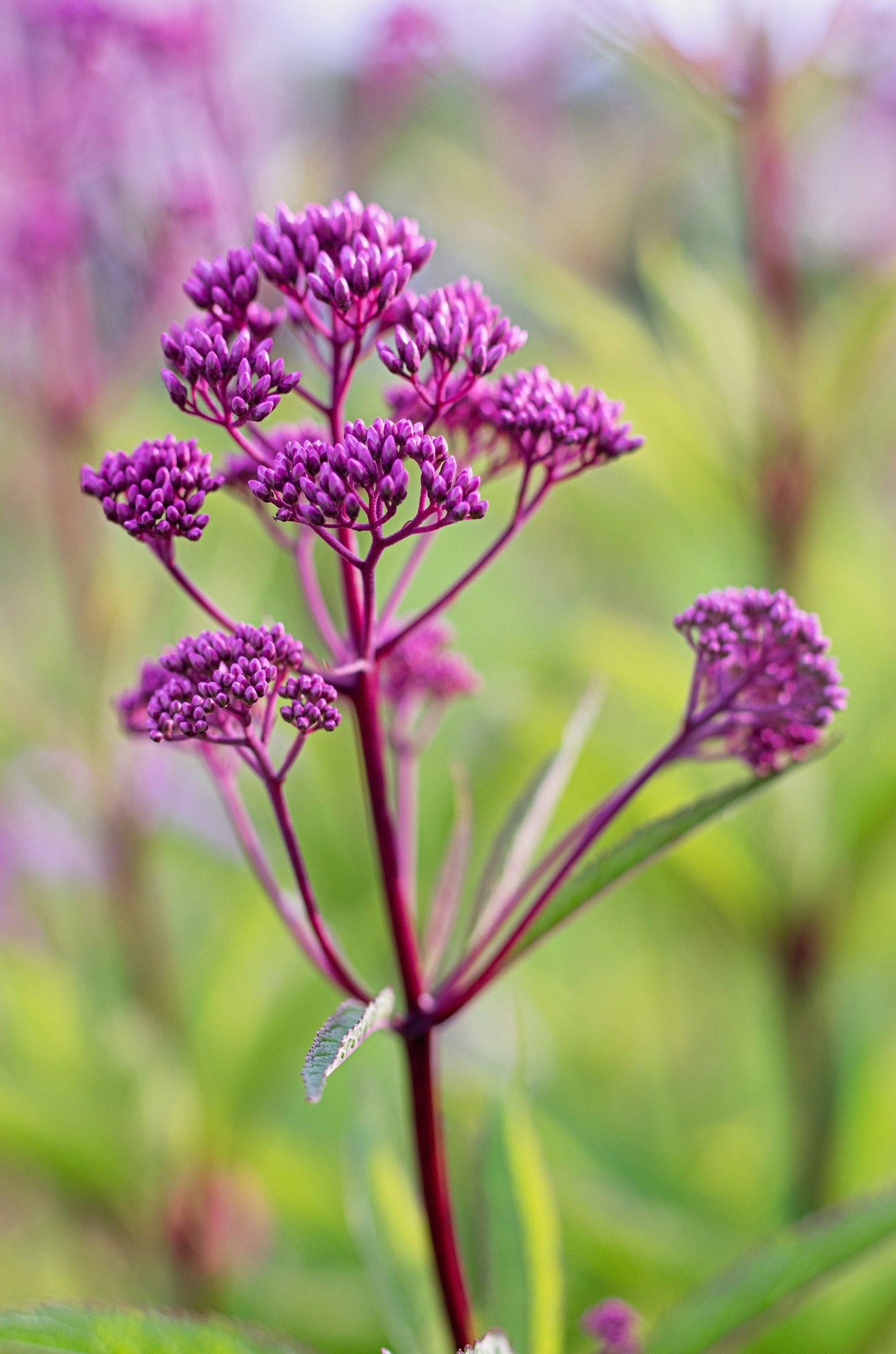 50 Mixed Colors JOE PYE WEED Eupatorium Maculatum Flower Seeds