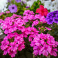 200 Pink & Purple MOSS VERBENA Verbena Tenuisecta Fragrant Hummingbird Flower Seeds