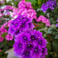 200 Pink & Purple MOSS VERBENA Verbena Tenuisecta Fragrant Hummingbird Flower Seeds