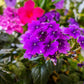 200 Pink & Purple MOSS VERBENA Verbena Tenuisecta Fragrant Hummingbird Flower Seeds