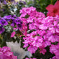 200 Pink & Purple MOSS VERBENA Verbena Tenuisecta Fragrant Hummingbird Flower Seeds