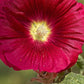 25 DARK RED HOLLYHOCK Alcea Rosea Flower Seeds Perennial