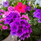 200 Pink & Purple MOSS VERBENA Verbena Tenuisecta Fragrant Hummingbird Flower Seeds