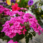 200 Pink & Purple MOSS VERBENA Verbena Tenuisecta Fragrant Hummingbird Flower Seeds
